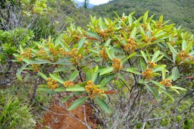 Türkiz játcintmirtusz - Tristaniopsis glauca, Tristaniopsis glauca, évelő, fásszárú